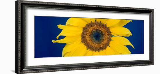 Close-Up of a Sunflower (Helianthus Annuus-null-Framed Photographic Print