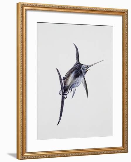 Close-Up of a Swordfish (Xiphias Gladius)-null-Framed Giclee Print