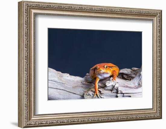 Close-up of a Tomato frog on tree stump-null-Framed Photographic Print