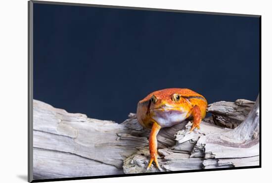 Close-up of a Tomato frog on tree stump-null-Mounted Photographic Print