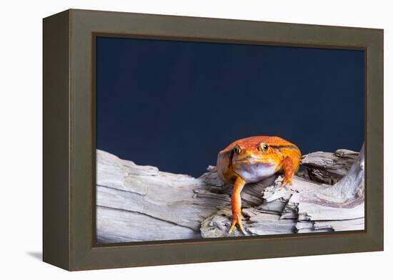 Close-up of a Tomato frog on tree stump-null-Framed Premier Image Canvas