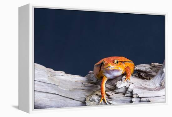 Close-up of a Tomato frog on tree stump-null-Framed Premier Image Canvas