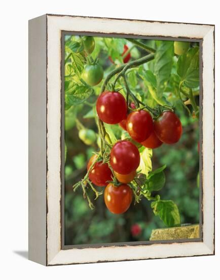 Close-Up of a Truss of Red and Ripening Vine Tomatoes on a Tomato Plant-Michelle Garrett-Framed Premier Image Canvas