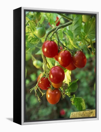 Close-Up of a Truss of Red and Ripening Vine Tomatoes on a Tomato Plant-Michelle Garrett-Framed Premier Image Canvas