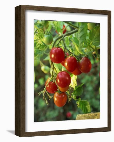 Close-Up of a Truss of Red and Ripening Vine Tomatoes on a Tomato Plant-Michelle Garrett-Framed Photographic Print