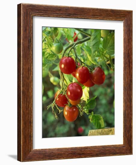 Close-Up of a Truss of Red and Ripening Vine Tomatoes on a Tomato Plant-Michelle Garrett-Framed Photographic Print