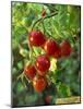 Close-Up of a Truss of Red and Ripening Vine Tomatoes on a Tomato Plant-Michelle Garrett-Mounted Photographic Print