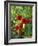 Close-Up of a Truss of Red and Ripening Vine Tomatoes on a Tomato Plant-Michelle Garrett-Framed Photographic Print