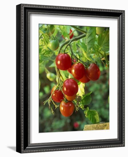 Close-Up of a Truss of Red and Ripening Vine Tomatoes on a Tomato Plant-Michelle Garrett-Framed Photographic Print