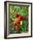 Close-Up of a Truss of Red and Ripening Vine Tomatoes on a Tomato Plant-Michelle Garrett-Framed Photographic Print