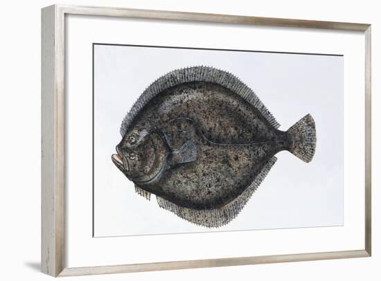 Close-Up of a Turbot (Psetta Maxima)-null-Framed Giclee Print