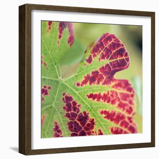 Close-up of a Vine Leaf in Autumn-John Miller-Framed Photographic Print