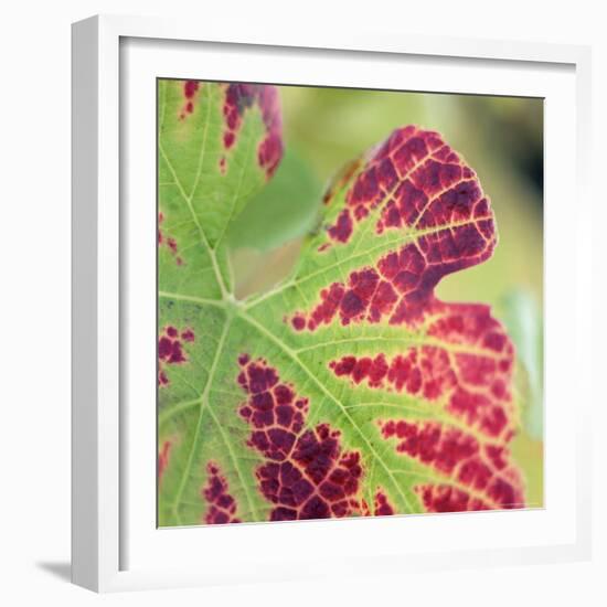 Close-up of a Vine Leaf in Autumn-John Miller-Framed Photographic Print