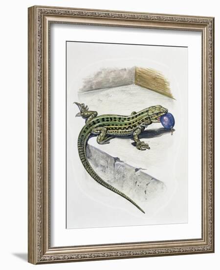 Close-Up of a Wall Lizard (Podarcis Muralis)-null-Framed Giclee Print