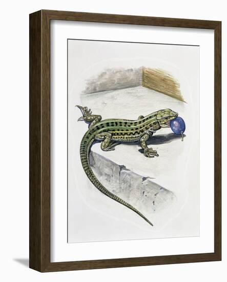 Close-Up of a Wall Lizard (Podarcis Muralis)-null-Framed Giclee Print