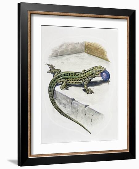 Close-Up of a Wall Lizard (Podarcis Muralis)-null-Framed Giclee Print