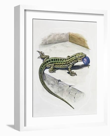 Close-Up of a Wall Lizard (Podarcis Muralis)-null-Framed Giclee Print