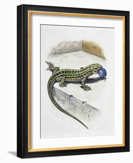 Close-Up of a Wall Lizard (Podarcis Muralis)-null-Framed Giclee Print