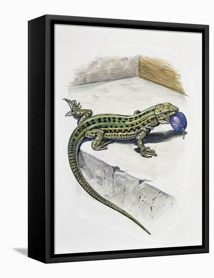 Close-Up of a Wall Lizard (Podarcis Muralis)-null-Framed Premier Image Canvas