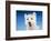 Close-up of a Westie in a studio setting.-Janet Horton-Framed Photographic Print