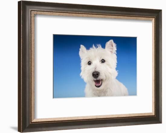 Close-up of a Westie in a studio setting.-Janet Horton-Framed Photographic Print