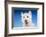 Close-up of a Westie in a studio setting.-Janet Horton-Framed Photographic Print
