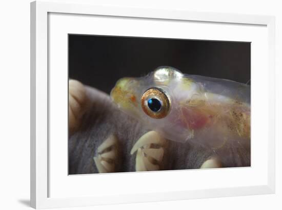 Close-Up of a Whip Coral Goby, Beqa Lagoon, Fiji-Stocktrek Images-Framed Photographic Print