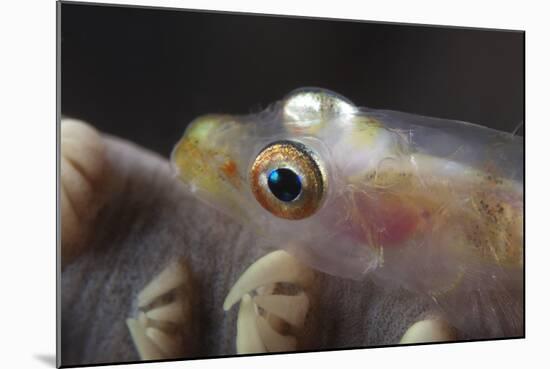 Close-Up of a Whip Coral Goby, Beqa Lagoon, Fiji-Stocktrek Images-Mounted Photographic Print