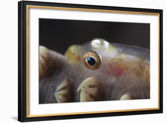 Close-Up of a Whip Coral Goby, Beqa Lagoon, Fiji-Stocktrek Images-Framed Photographic Print