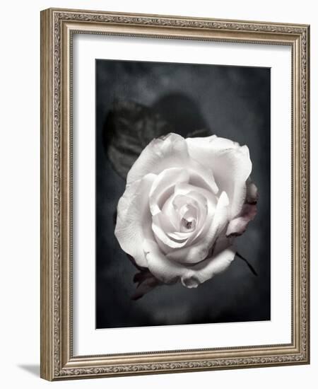 Close-Up of a White Rose on Black Background-Alaya Gadeh-Framed Photographic Print