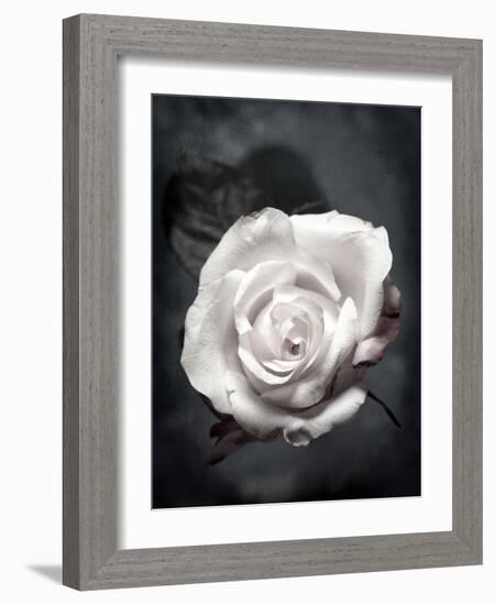 Close-Up of a White Rose on Black Background-Alaya Gadeh-Framed Photographic Print