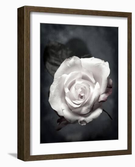 Close-Up of a White Rose on Black Background-Alaya Gadeh-Framed Photographic Print