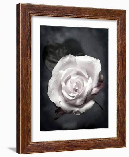 Close-Up of a White Rose on Black Background-Alaya Gadeh-Framed Photographic Print