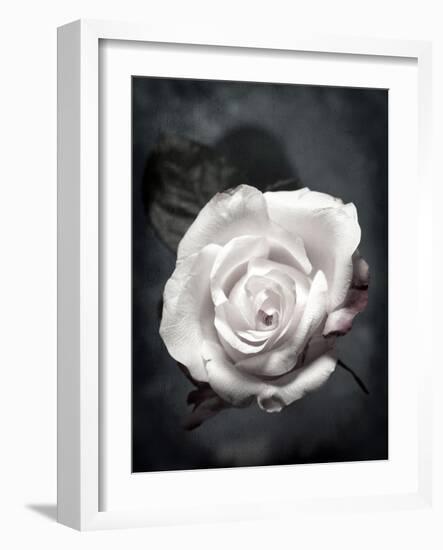 Close-Up of a White Rose on Black Background-Alaya Gadeh-Framed Photographic Print