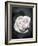 Close-Up of a White Rose on Black Background-Alaya Gadeh-Framed Photographic Print