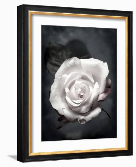 Close-Up of a White Rose on Black Background-Alaya Gadeh-Framed Photographic Print