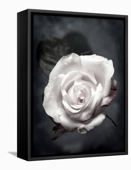 Close-Up of a White Rose on Black Background-Alaya Gadeh-Framed Premier Image Canvas