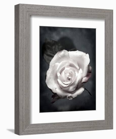 Close-Up of a White Rose on Black Background-Alaya Gadeh-Framed Photographic Print