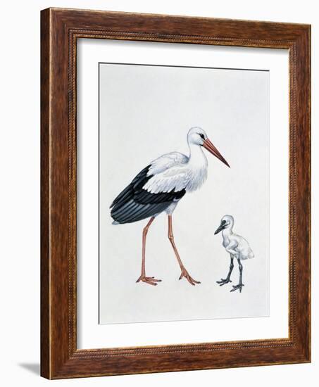 Close-Up of a White Stork with its Young (Ciconia Ciconia)-null-Framed Giclee Print