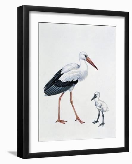 Close-Up of a White Stork with its Young (Ciconia Ciconia)-null-Framed Giclee Print