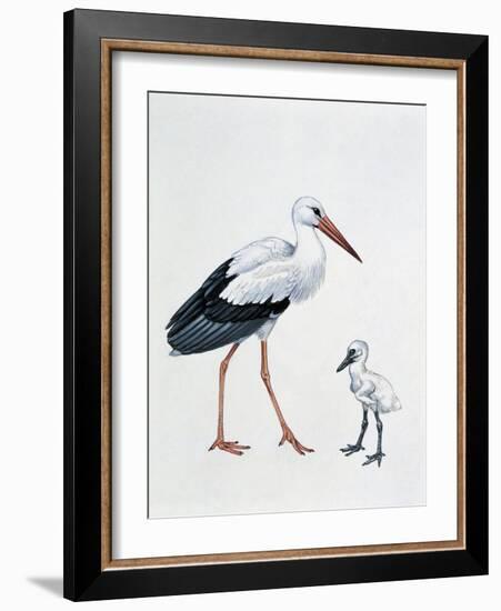 Close-Up of a White Stork with its Young (Ciconia Ciconia)-null-Framed Giclee Print