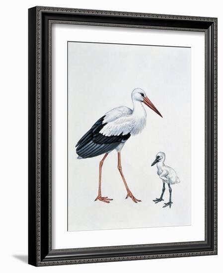 Close-Up of a White Stork with its Young (Ciconia Ciconia)-null-Framed Giclee Print