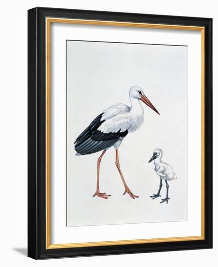 Close-Up of a White Stork with its Young (Ciconia Ciconia)-null-Framed Giclee Print