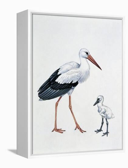 Close-Up of a White Stork with its Young (Ciconia Ciconia)-null-Framed Premier Image Canvas