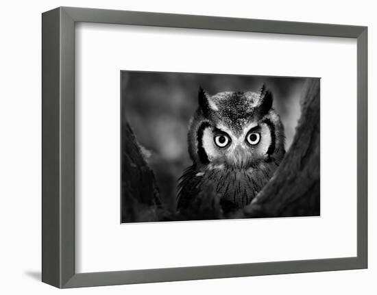 Close-Up of a Whitefaced Owl (Artistic Processing)-Johan Swanepoel-Framed Photographic Print