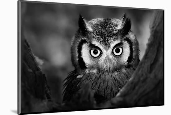 Close-Up of a Whitefaced Owl (Artistic Processing)-Johan Swanepoel-Mounted Photographic Print