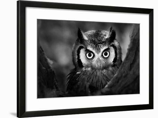 Close-Up of a Whitefaced Owl (Artistic Processing)-Johan Swanepoel-Framed Photographic Print