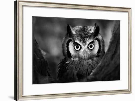 Close-Up of a Whitefaced Owl (Artistic Processing)-Johan Swanepoel-Framed Photographic Print