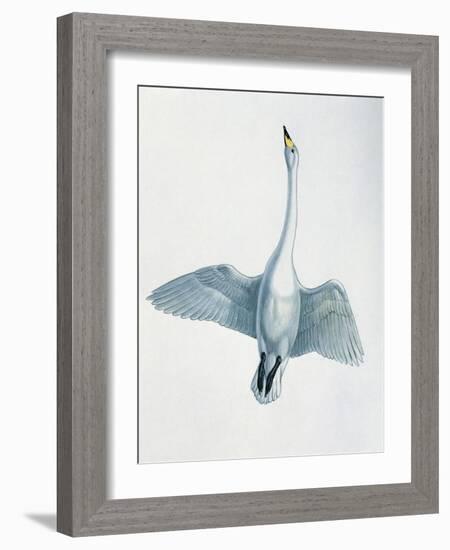 Close-Up of a Whooper Swan Flying (Cygnus Cygnus)-null-Framed Giclee Print