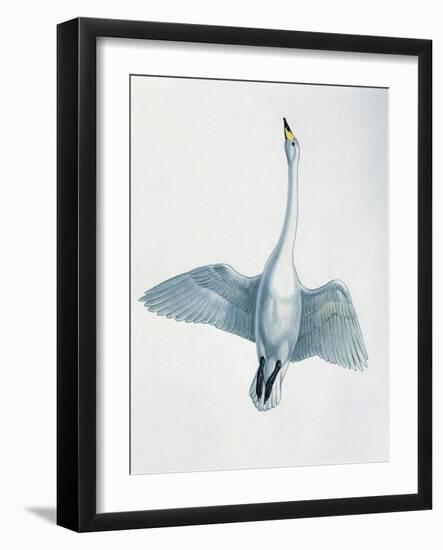 Close-Up of a Whooper Swan Flying (Cygnus Cygnus)-null-Framed Giclee Print